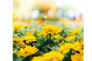 Bản tin Tài chính vi mô Việt Nam Quý I/2014