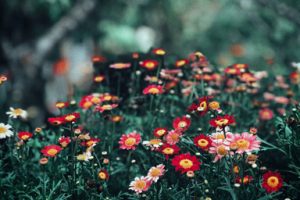 Bản tin Tài chính vi mô Quý I.2015