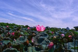 Báo cáo hội thảo Bảo hiểm hưu trí vi mô – kinh nghiệm Ấn Độ và ý nghĩa với Việt Nam & Quy định về lãi suất của Tổ chức Tài chính vi mô Việt Nam